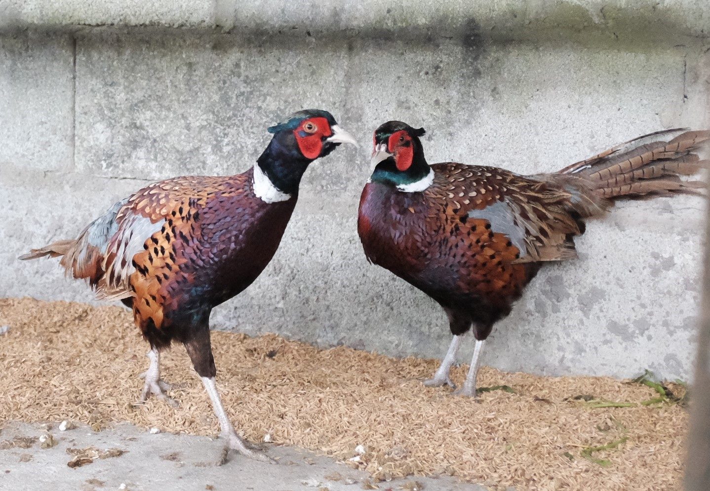 Chim trĩ đỏ – Cách nuôi, nguồn gốc và đặc điểm