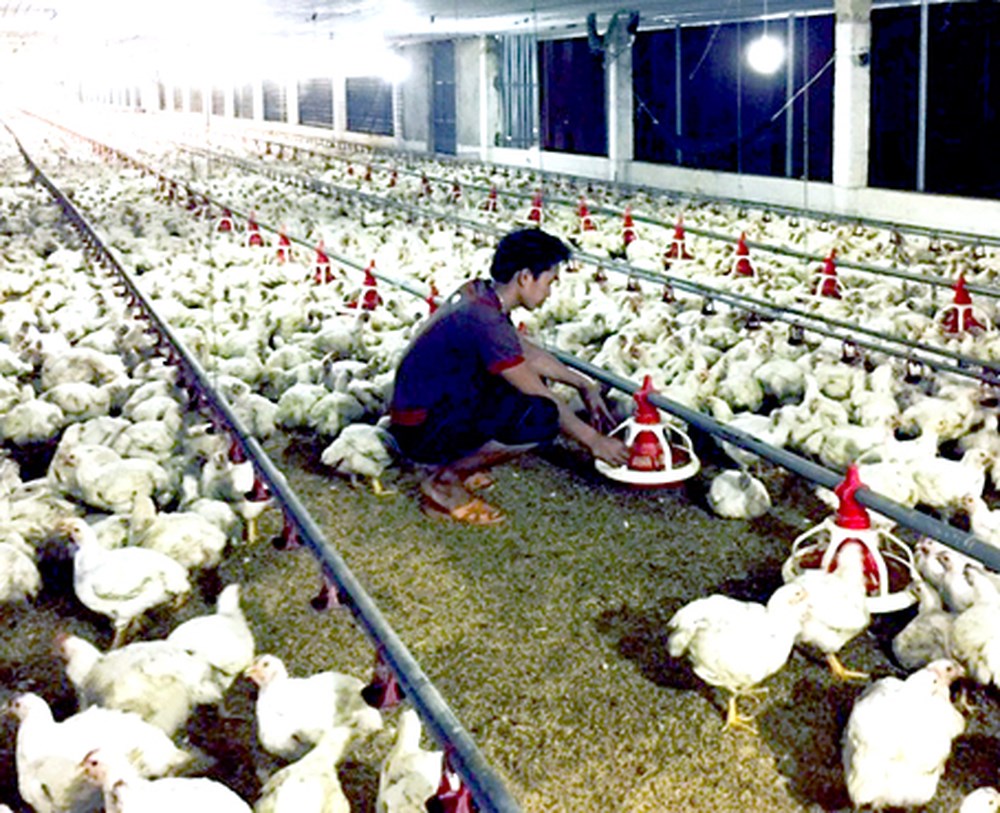 chăn nuôi gà công nghiệp