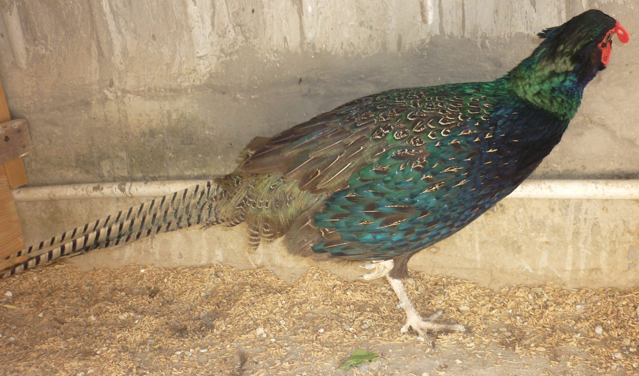 Cập nhật 78+ về mô hình nuôi chim công mới nhất - Tin học Đông Hòa