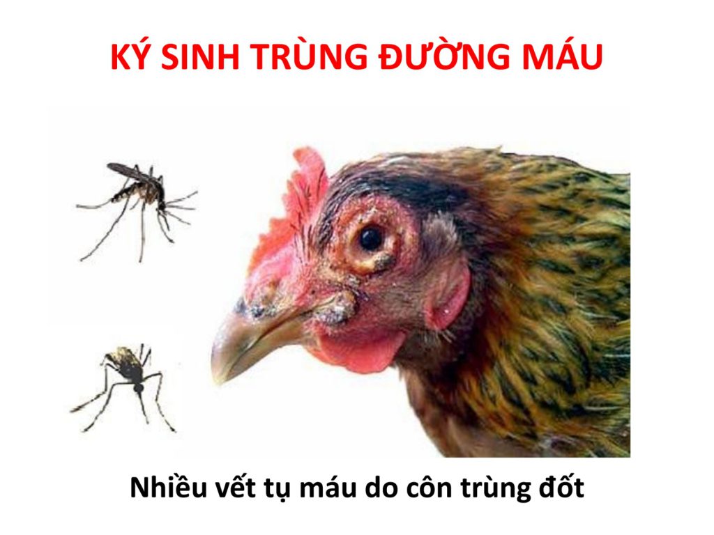 bệnh ký sinh trùng đường máu ở gà