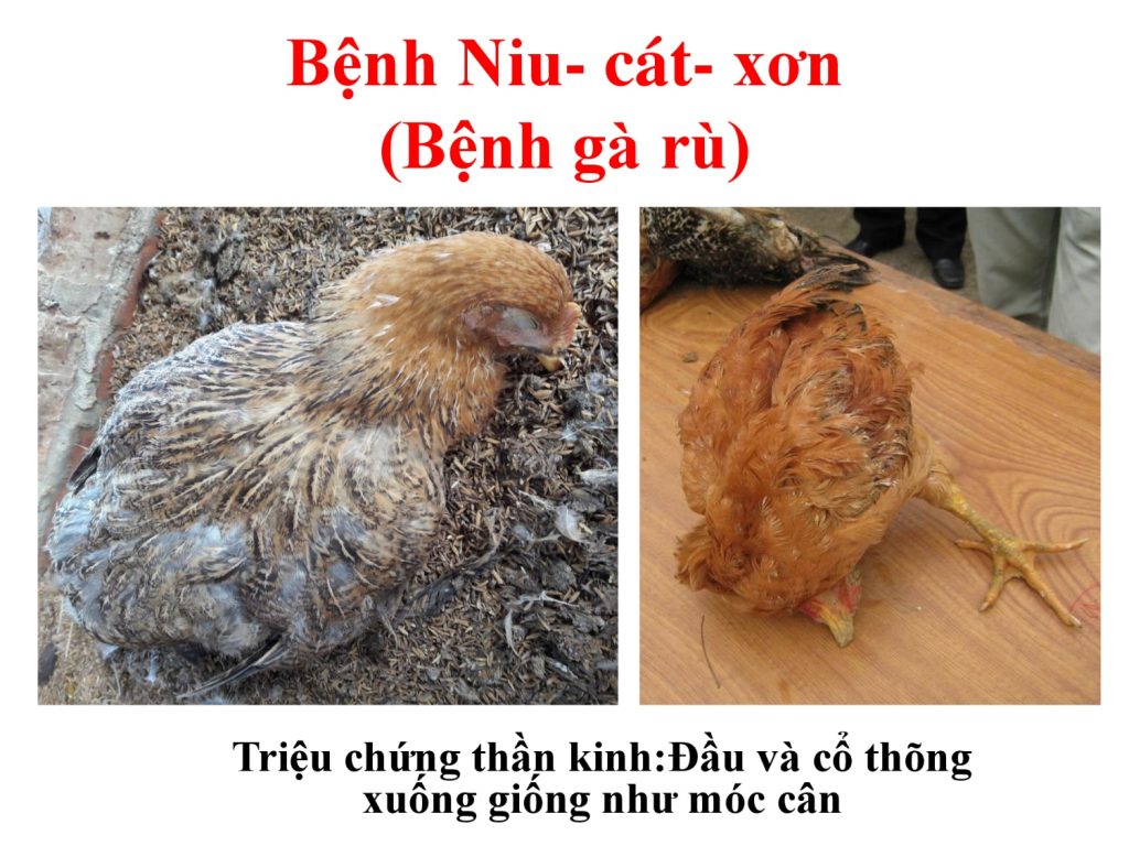 Bệnh gà rù