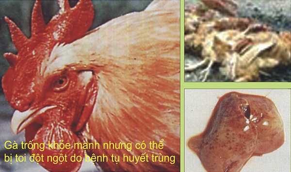 bệnh tụ huyết trùng ở gà