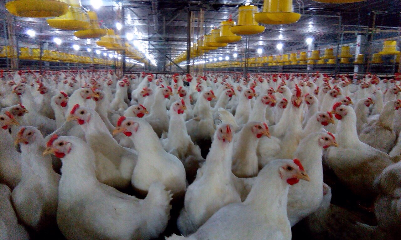 Chăn nuôi gà công nghiệp