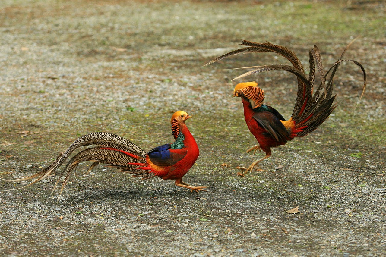 Trại chim trĩ mang thương hiệu Thiện Đào - Báo Lâm Đồng điện tử