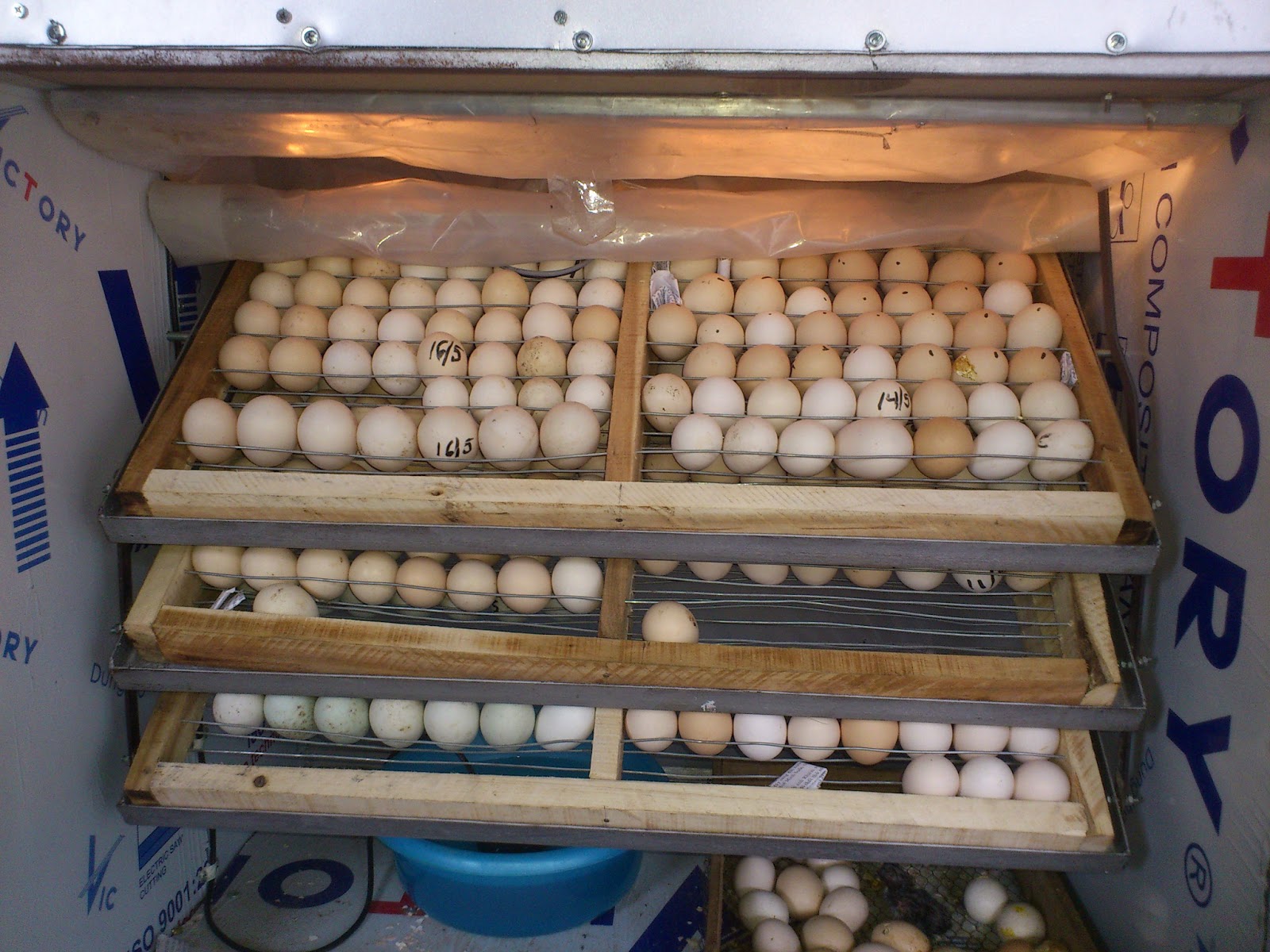 Tam quan trọng độ ẩm trong quá trình ấp trứng