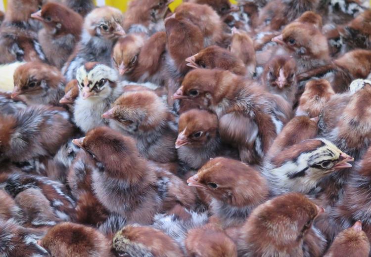 Chăn nuôi gà ai cập đẻ trứng  Mayaptrungmactech