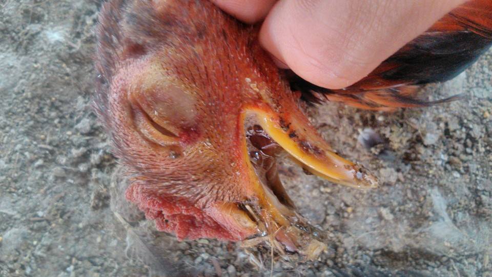 bệnh sổ mũi truyền nhiễm trên gà