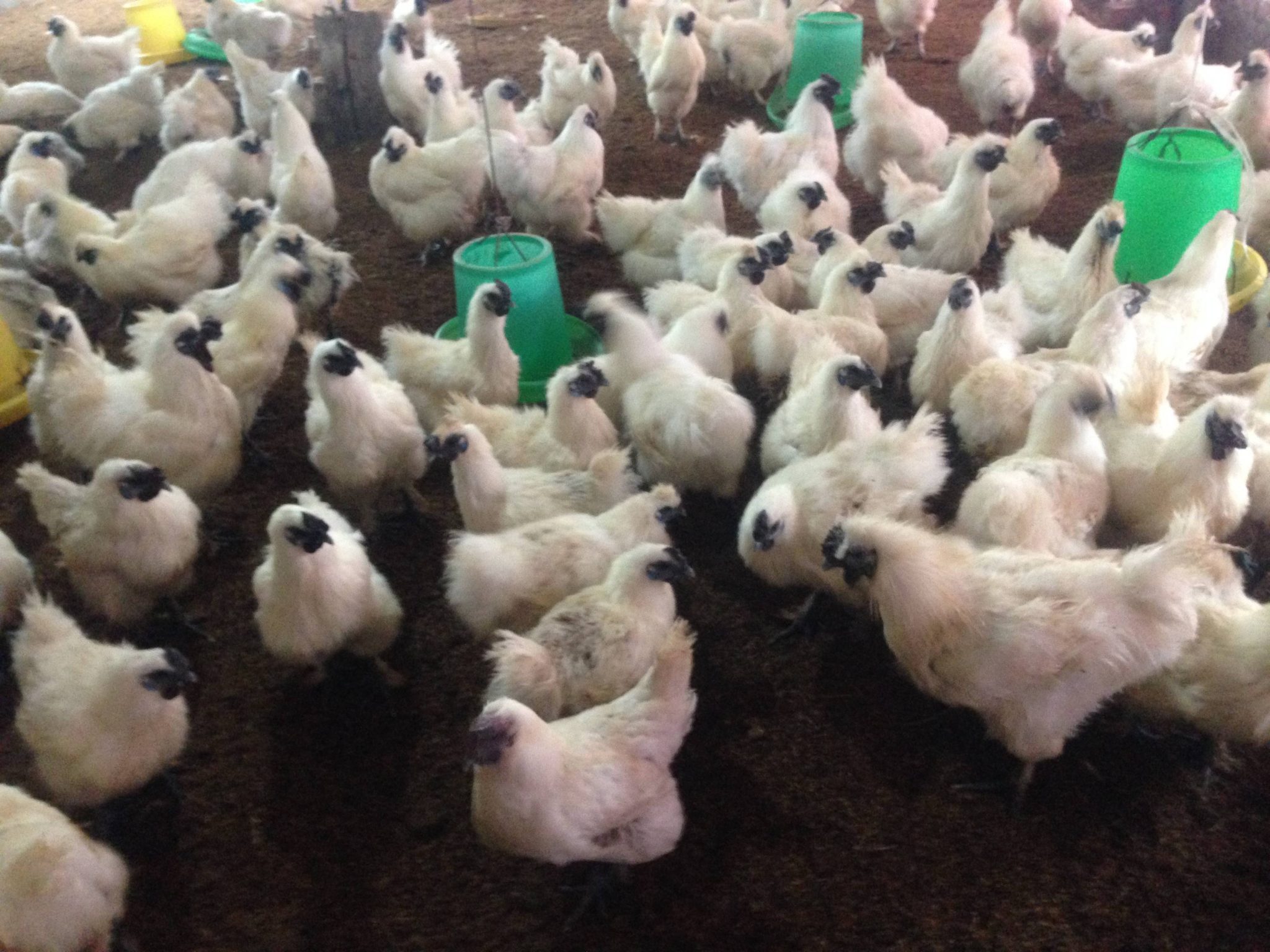 Thu lãi 400  500 triệu đồngnăm từ mô hình nuôi gà đẻ siêu trứng Ai Cập   Báo Thái Bình điện tử