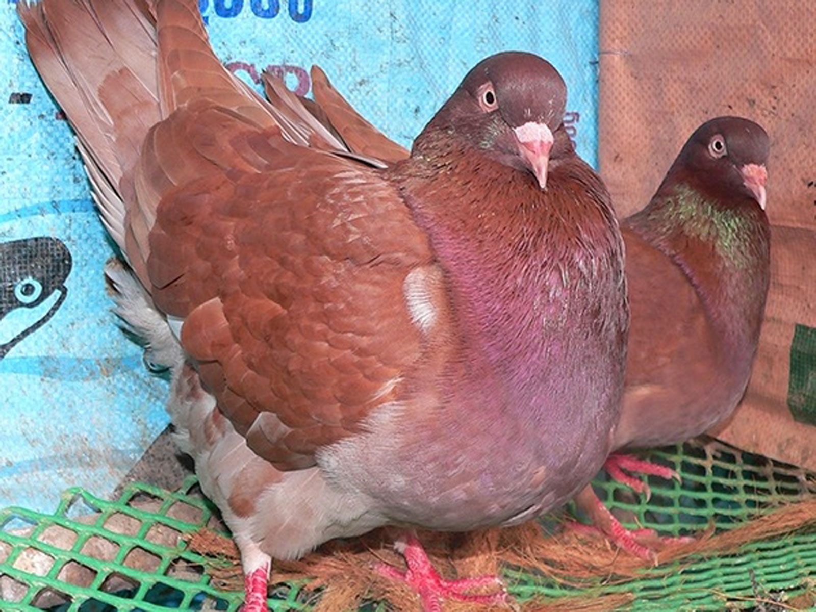 Giá chim bồ câu các loại ở Việt Nam  Farmvina Nông Nghiệp