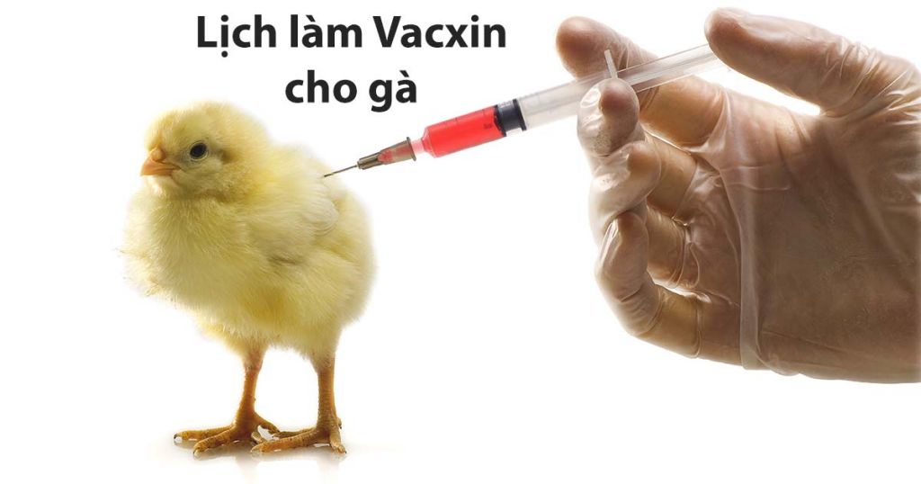 Làm vaccine cho gà