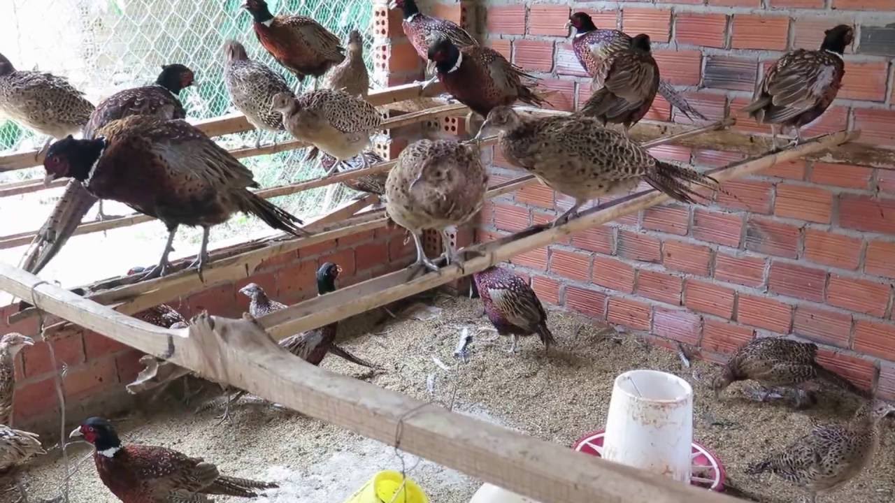 Kỹ thuật nuôi chim trĩ đỏ cho năng suất cao - Máy Ấp Trứng Trường Sa