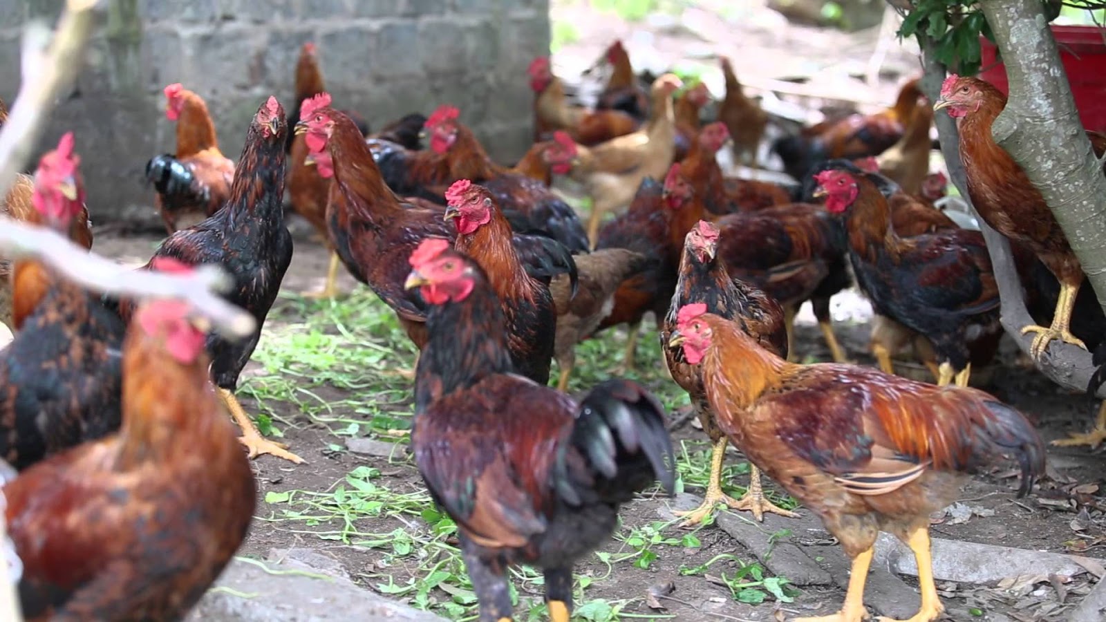 Phòng ngừa bệnh cho gà thịt bằng cách vệ sinh môi trường xung quanh