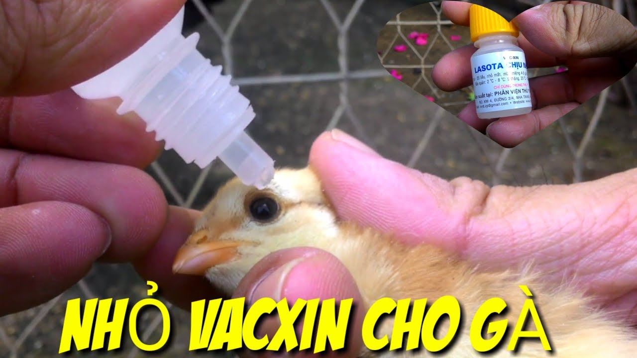 nhỏ vaccine cho gà