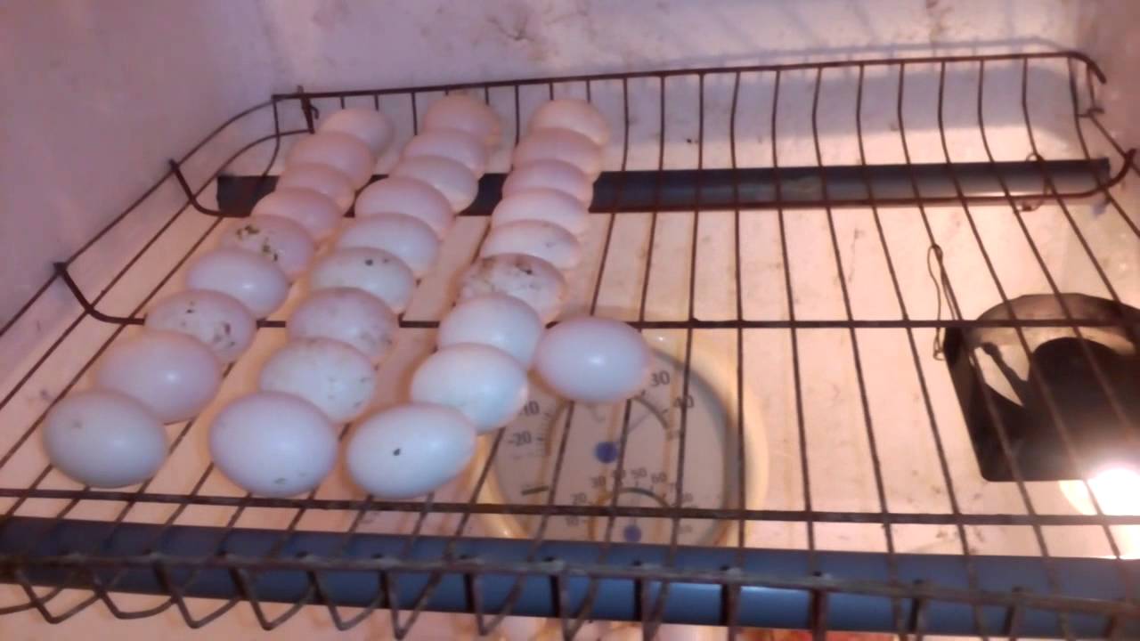 Ấp trứng vịt bằng máy