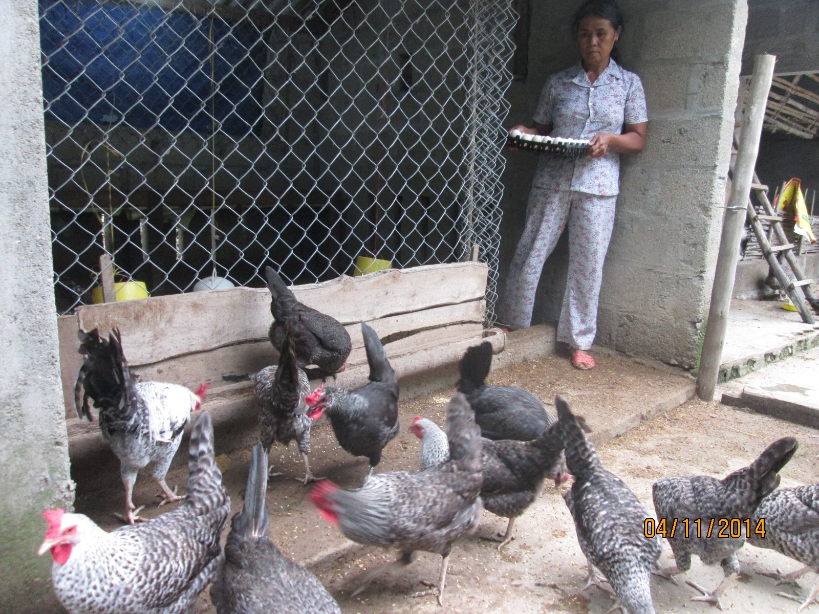 Thu nhập cao từ mô hình liên kết chăn nuôi gà  Báo Lạng Sơn