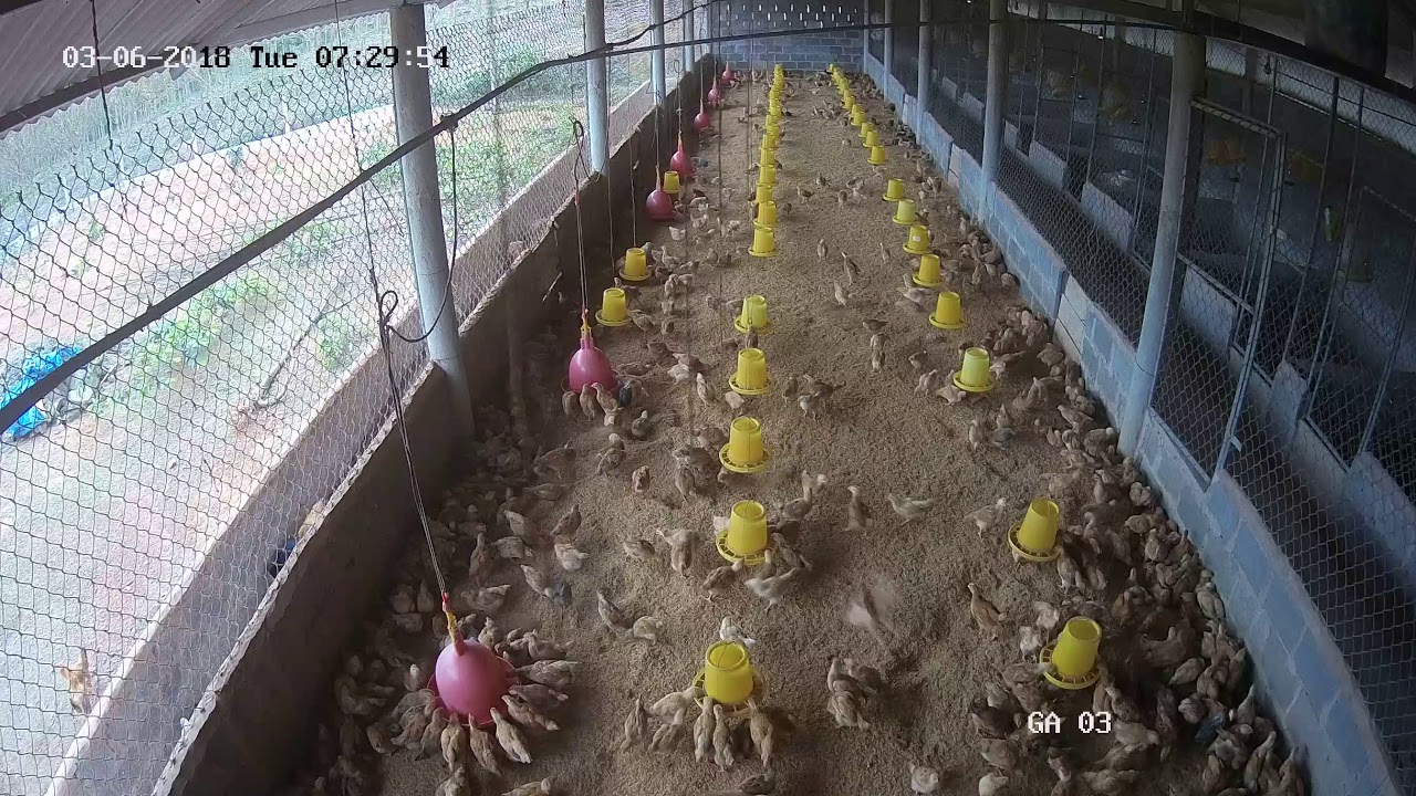 Trang trại Gà Ta Ngon Số 1  Mô hình chăn nuôi gà sạch thả đồi Tin tức