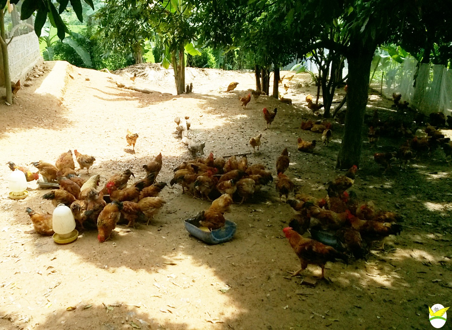 Thu nhập ổn định từ mô hình nuôi gà thả vườn  Báo Tây Ninh Online