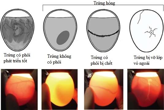 Soi trống chứng gà