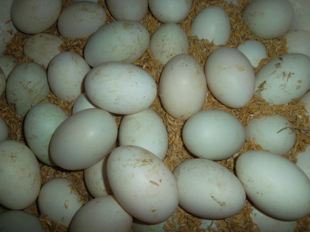 ấp trứng vịt bằng máy ấp trứng tuyên quang