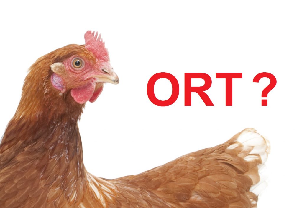 Tìm hiểu bệnh ORT trên gà