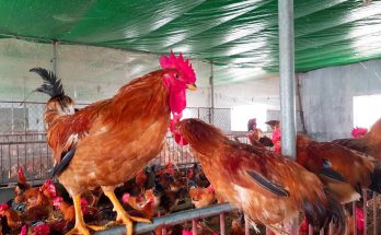Cách thức phòng bệnh cho gà thịt hiệu quả
