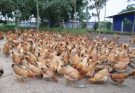 Chăn nuôi gà thả vườn