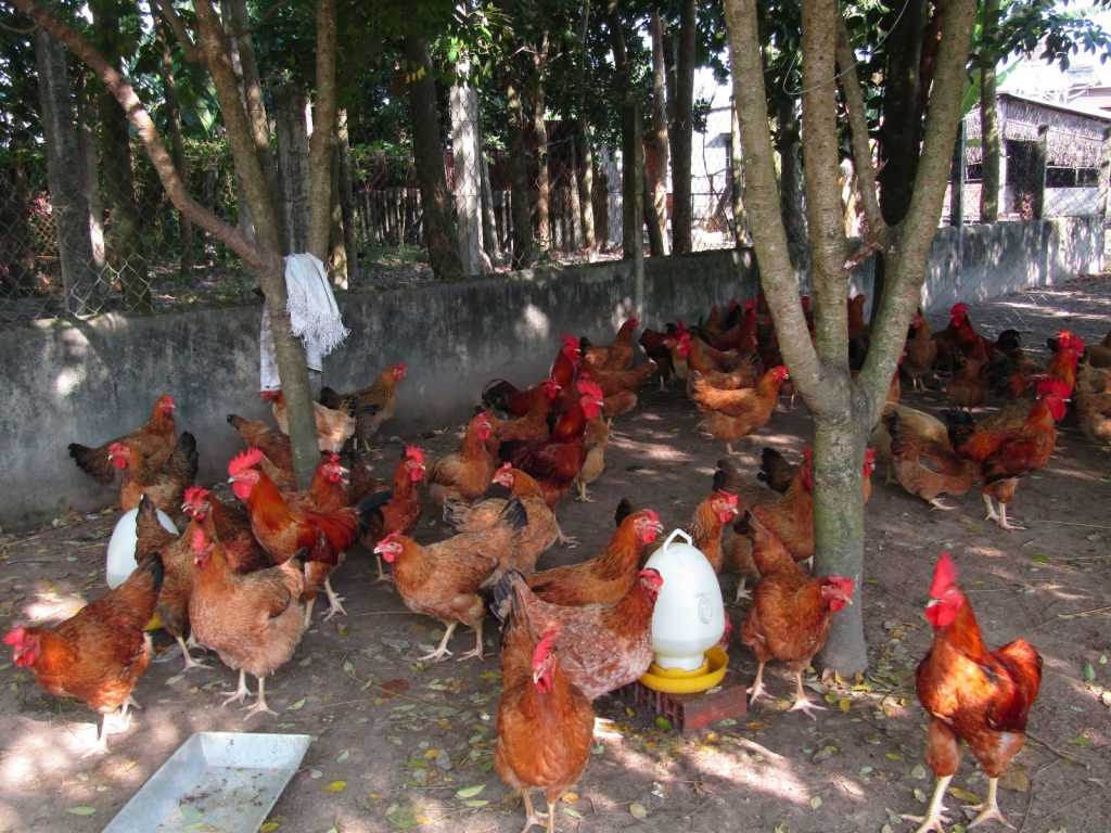 Hiệu quả kinh tế chăn nuôi giống gà ta